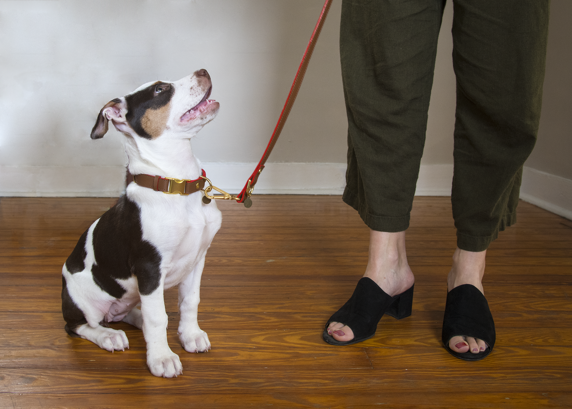 The Pet Collar