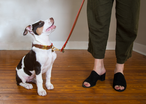 The Pet Collar